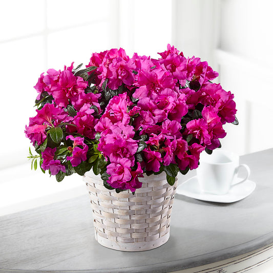 Planta de azalea Esperanza y Serenidad