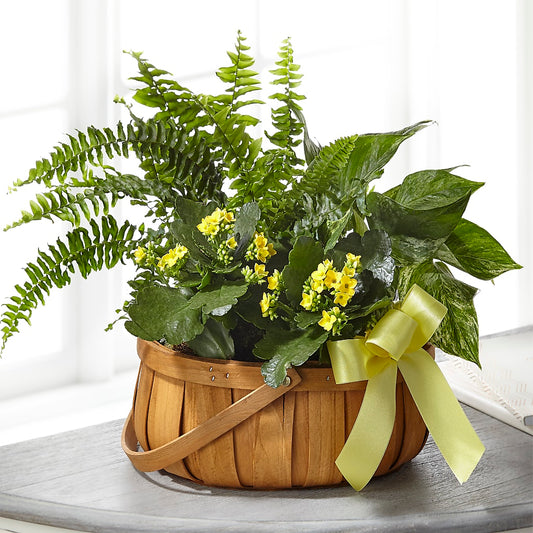 Siempre Querido Dishgarden