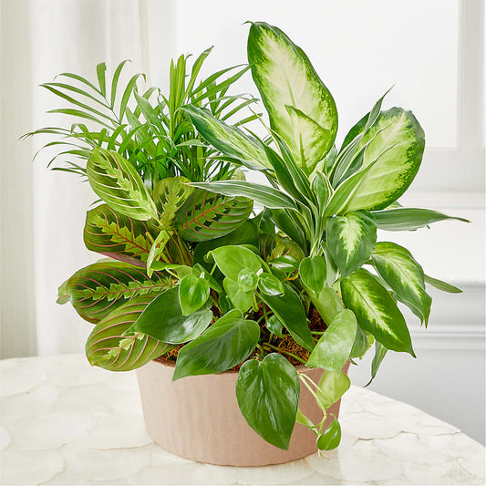 Huerto Balance & Harmony